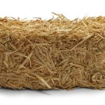 Hay